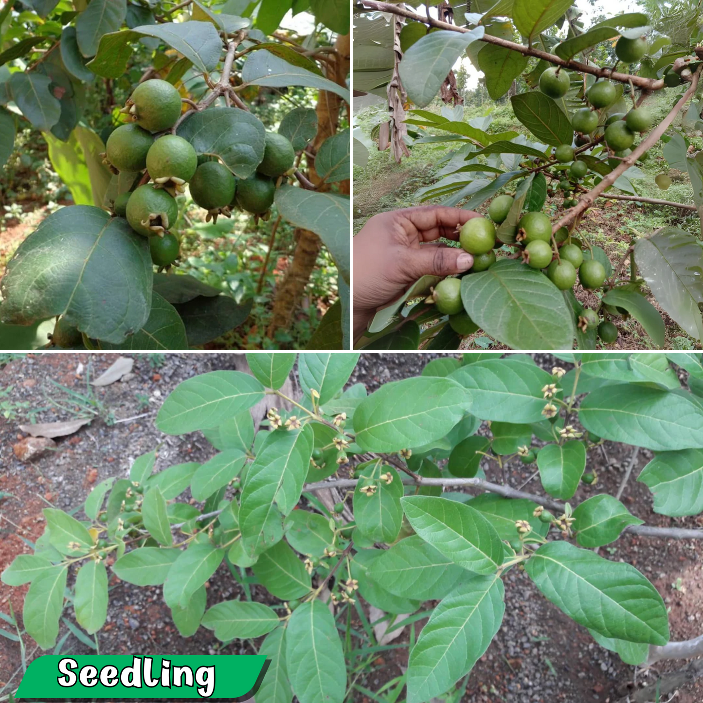 Exotic Grape Guava Munthiri Pera Fruit Plant - Healthy Live Sapling