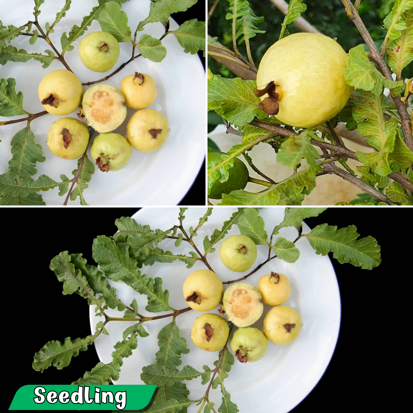 Premium Spring Guava Fruit Plant: Ornamental, Sweet, Musky White Pulp Variety