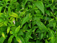 Andrographis Paniculata  -Medicinal Plant