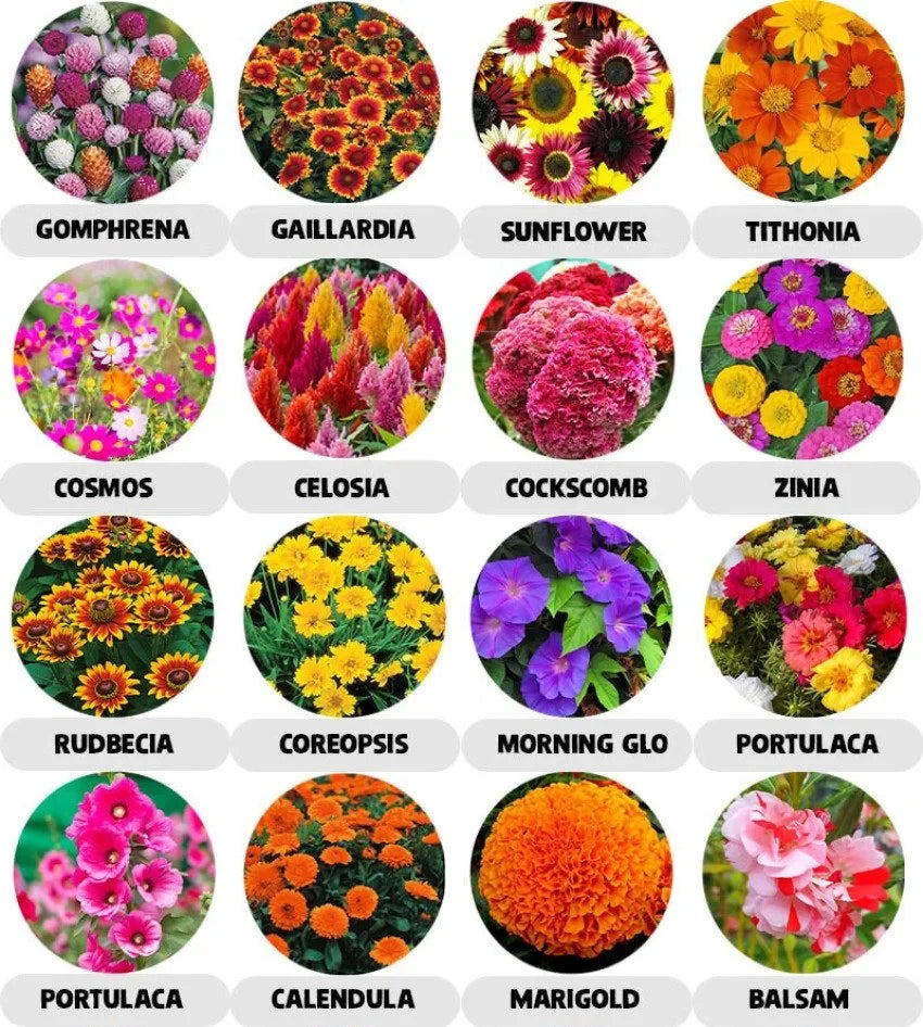 20 Variety of Flower Seeds Combo Pack - Flower Seed Combo