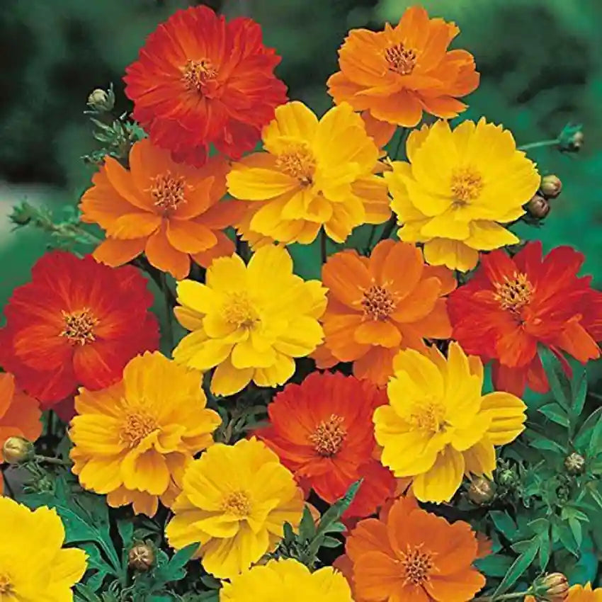 Cosmos Flower Seeds Mix – Vibrant Multi-Color Blooms - Flower Seeds