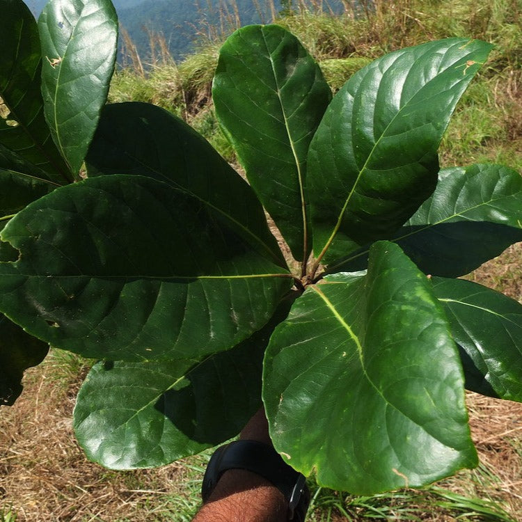 Bhadraksham Elaeocarpus Tuberculatus Medicinal Plant: Ayurvedic Health & Immunity Booster