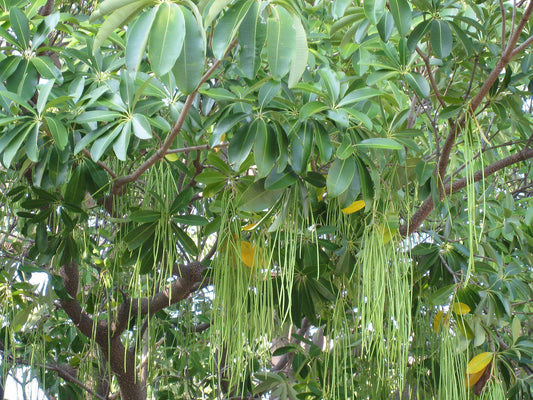 Ezhilam Pala (Alstonia scholaris) Live Medicinal Plant - Healthy & Pot-Ready