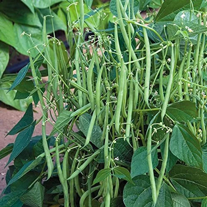 ARKA Komal -TFL FRENCH BEAN (Bush Type) Hybrid -Vegetable Seeds