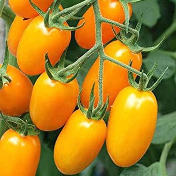🍅 Cherry Tomato Hybrid 100 Seeds – Yellow, Sweet & Golden  - Vegetable Seeds
