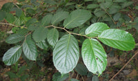 Holoptelea Integrifolia-Medicinal Plant
