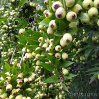 CHINESE GUAVA FRUIT PLANT EXOTIC PLANTS