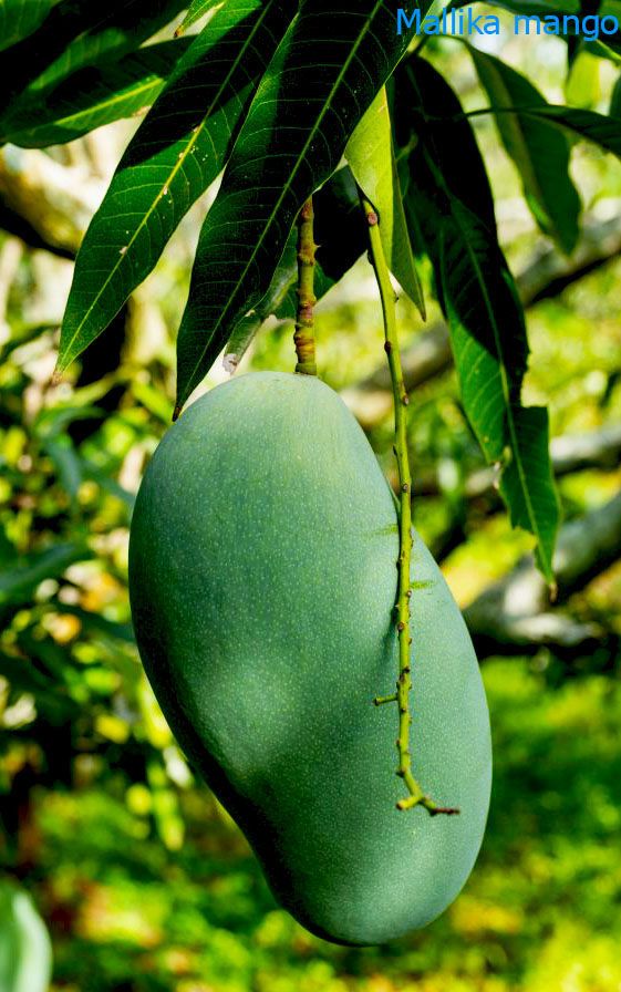 Mango Plant (Mallika) ) Live Mango 1 Plant (Mangifera indica) – Grafted Variety  -Fruit Plants