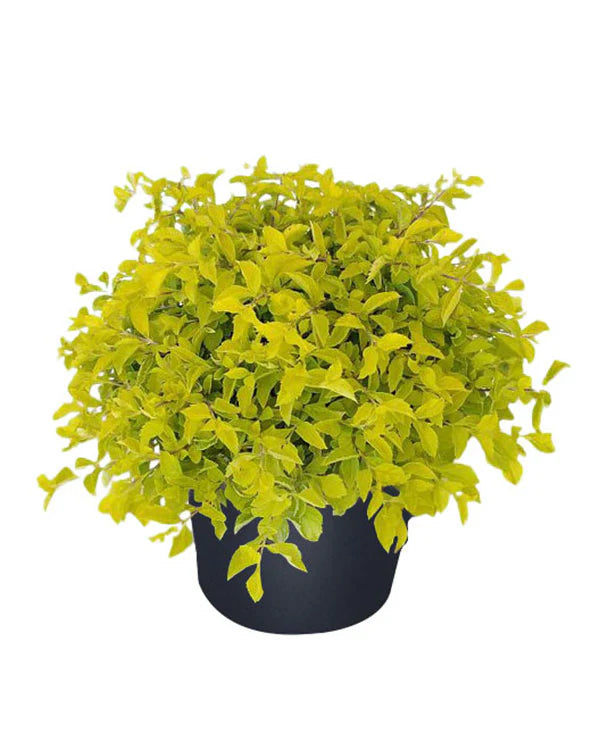 Golden Duranta (Golden Dewdrops) Live Plant | Attractive Hedge Plant for Home & Garden | Healthy Live Plant - Best Selling