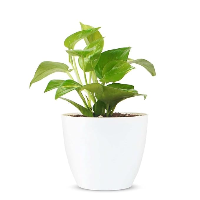 Money Plant Live (Pack of 1) | Indoor Air Purifier Plant for Home Decoration | Big Indoor Plant for Living Room - Best Selling