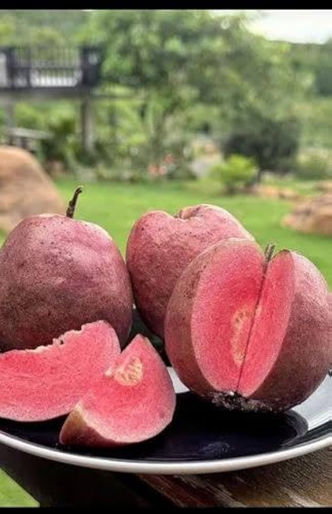 Black Diamond Guava Fruit Plant: Dark Skin, Pink-Red Juicy Sweet Flesh