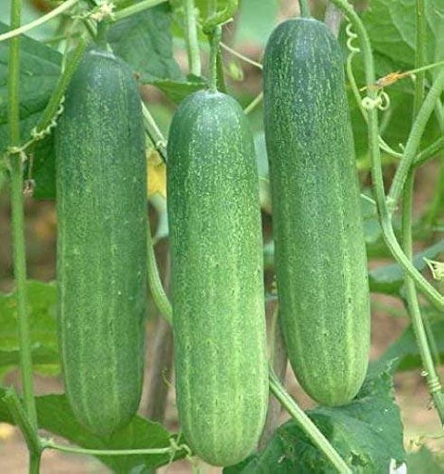 🥒 Cucumber (Kheera) Hybrid Seeds – Pack of 20 - Vegetable Seeds