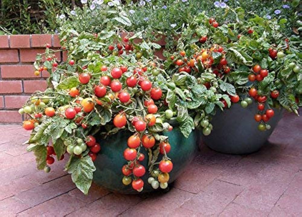 Organic Vegetable Seeds Pack – Tomato (Arka Vikas) For Kitchen & Terrace Gardens -Vegetable Seeds