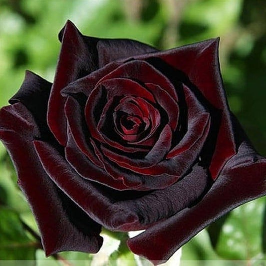 Velvet Vine Hybrid Rose Seeds – Classic Climbing Beauty - Rose Seeds