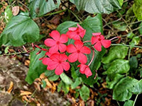 Plumbago Indica -Medicinal Plant