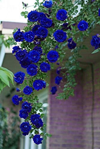 Exotic Hybrid Climbing Rose Flower Seeds – Pack of 20  - Blue - Rose Seeds