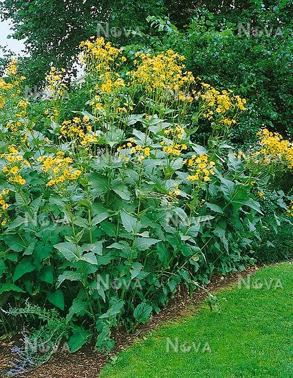 Inula Racemosa  - Medicinal Plant