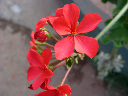 Chethi Koduveli (Plumbago Indica) Medicinal Plant - Live Healthy Plant