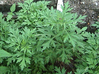 Ocimum gratissimum -Medicinal Plant