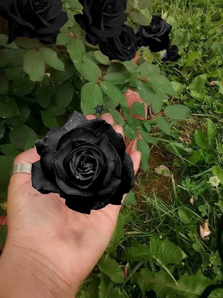 Exotic Hybrid Climbing Rose Flower Seeds – Pack of 20 - Black - Rose Seeds