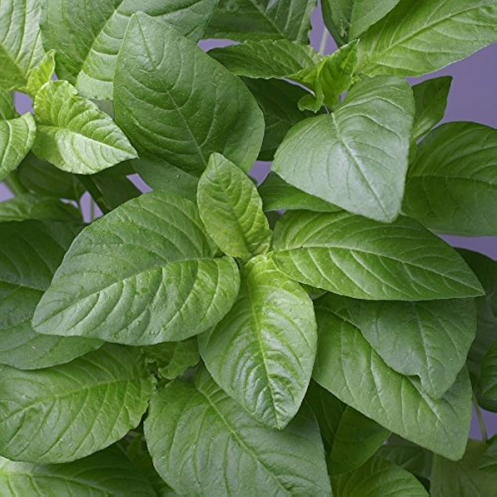 ARKA Samraksha -TFL Veg.AMARANTH Hybrid -Vegetable Seeds
