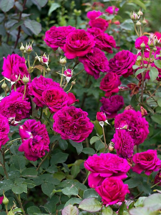 Elysian Climber – Hybrid Rose Seeds for Timeless Floral Walls - Rose Seeds