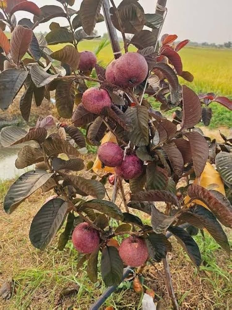 Black Diamond Guava Fruit Plant: Dark Skin, Pink-Red Juicy Sweet Flesh