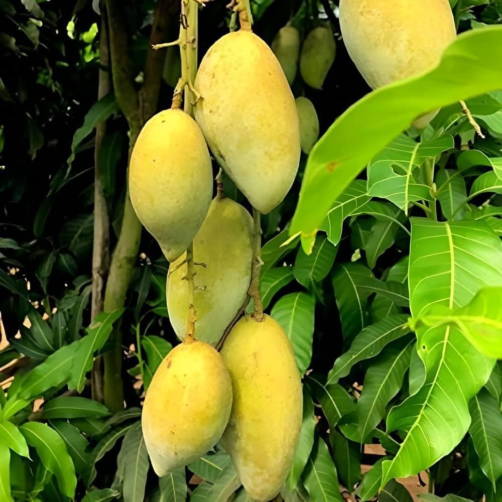 Exotic Mango Plant Varieties for Your Garden (Ataulfo (Honey Mango)) ) Live Mango 1 Plant (Mangifera indica) – Grafted Variety  -Fruit Plants