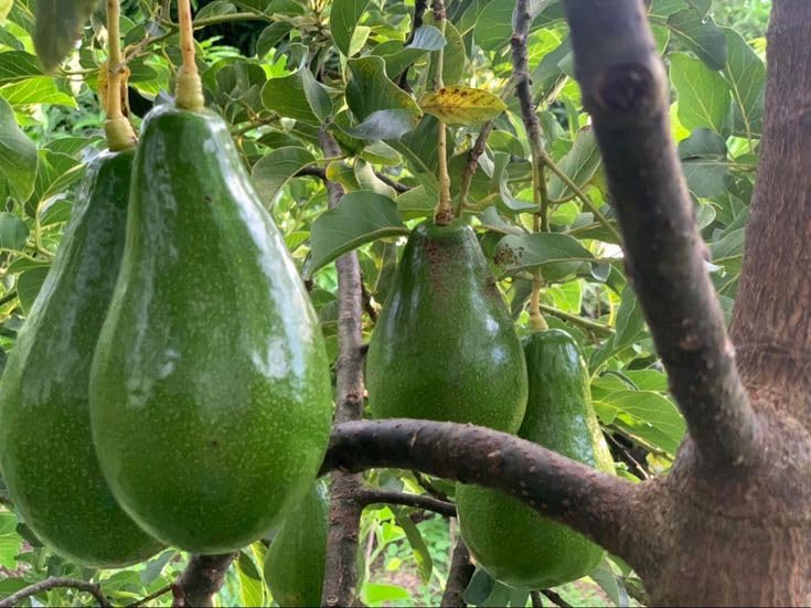 Avocado - Ettinger - Grafted - Hybrid Fruit Plant