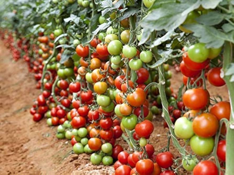 🍅 Arka Vikas Hybrid Tomato Seeds – 100 Seeds, High-Yield & Heat-Tolerant Variety  - Vegetable Seeds