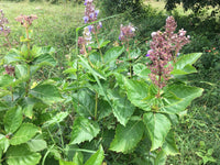 Rotheca Serrata  -Medicinal Planta