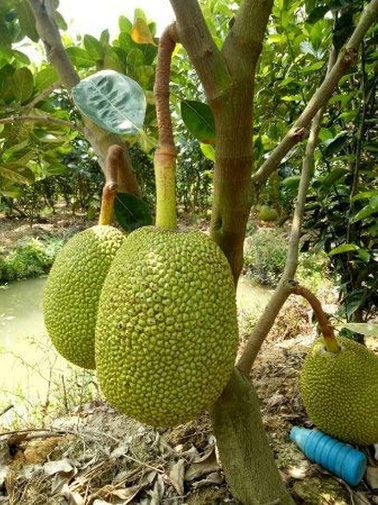 Live All Season Vietnam Super Early Jackfruit 1 Bud Plant – Grafted & Ready to Grow  -Fruit Plants