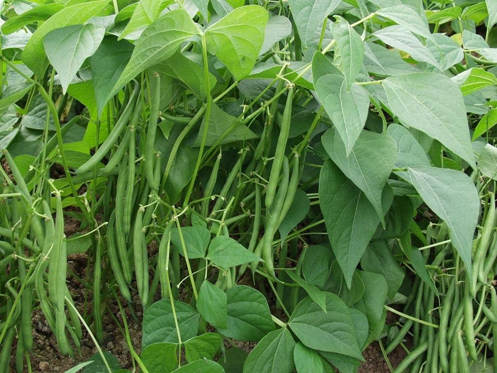 ARKA Komal -TFL FRENCH BEAN (Bush Type) Hybrid -Vegetable Seeds