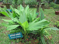 Curcuma Aromatica -Medicinal Plant