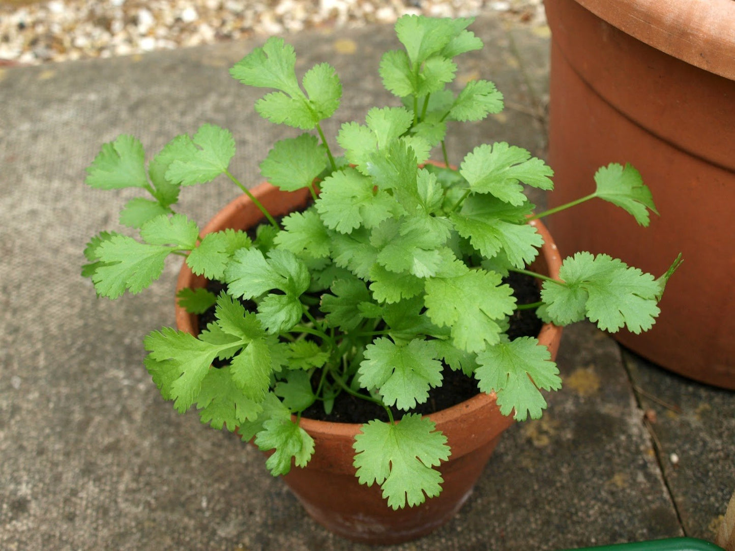 ARKA Samraksha -TFL CORIANDER Hybrid -Vegetable Seeds