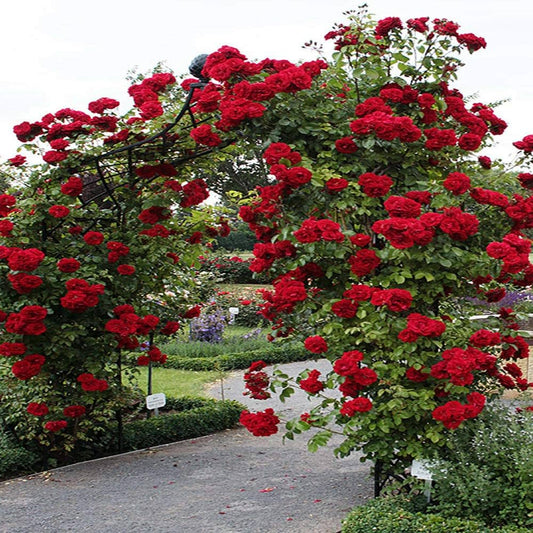 Premium Climbing Rose Seeds – Hybrid Variety for Trellises, Fences & Arches - Rose Seeds