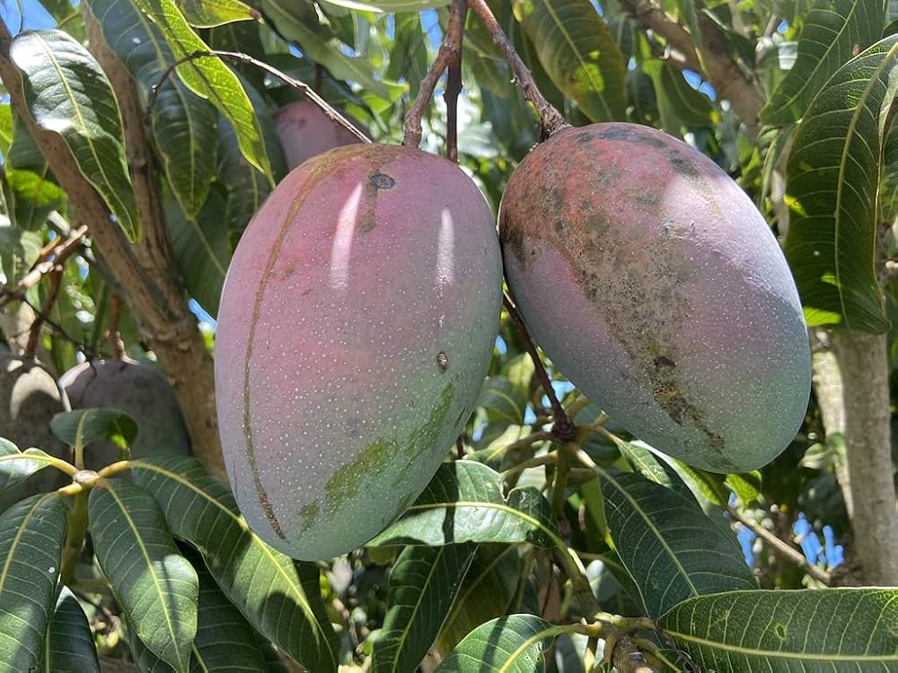 Exotic Mango Plant Varieties for Your Garden (Keitt ) ) Live Mango 1 Plant (Mangifera indica) – Grafted Variety  -Fruit Plants