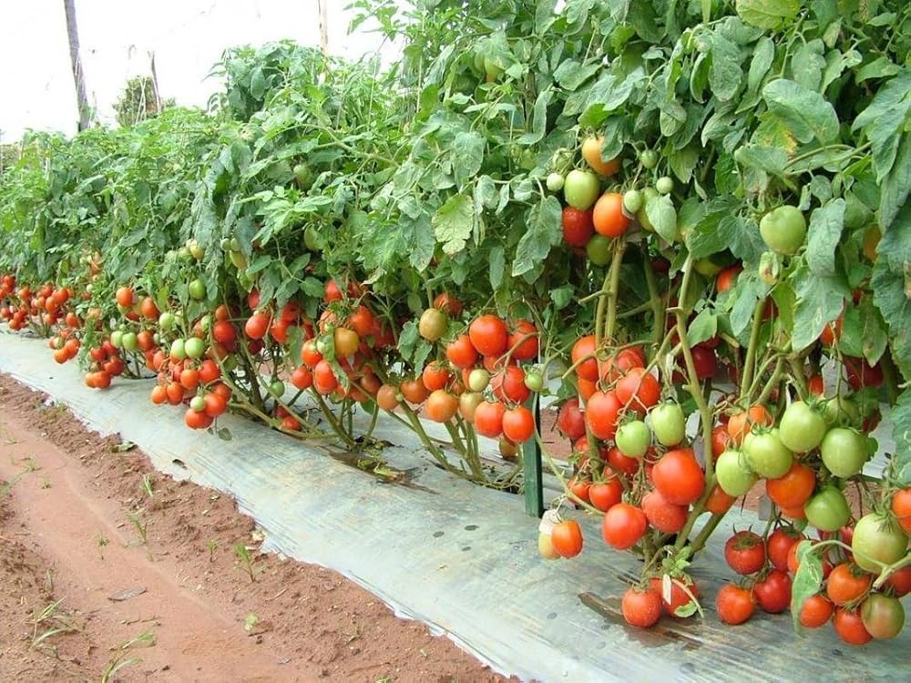 Organic Vegetable Seeds Pack – Tomato (Arka Rakshak) For Kitchen & Terrace Gardens -Vegetable Seeds