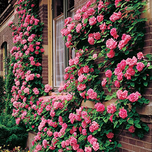 Hybrid Climbing Rose Seeds – Fragrant & Hardy Flowering Vines for Home Garden - Rose Seeds