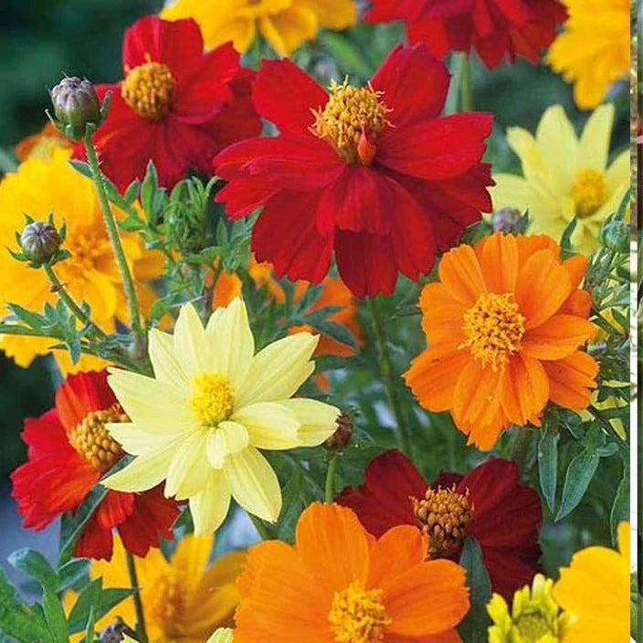 Cosmos Flower Seeds Mix – Vibrant Multi-Color Blooms - Flower Seeds