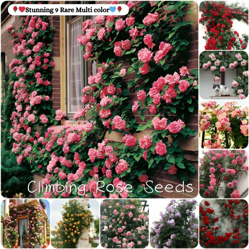 Hybrid Climbing Rose Seeds – Fragrant & Hardy Flowering Vines for Home Garden - Rose Seeds
