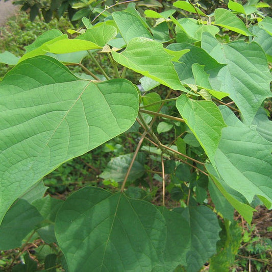 Kumizhu (Gmelina arborea) Live Medicinal Plant - Healthy & Ayurvedic Benefits