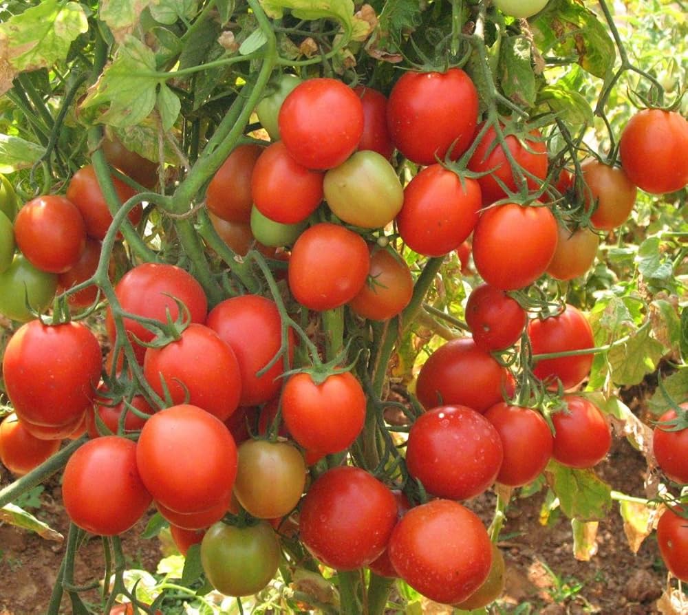 🍅 Arka Rakshak Hybrid Tomato Seeds – 100 Seeds, Triple Disease-Resistant & High-Yield Variety  - Vegetable Seeds