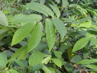Thottea Siliquosa -Medicinal Plant