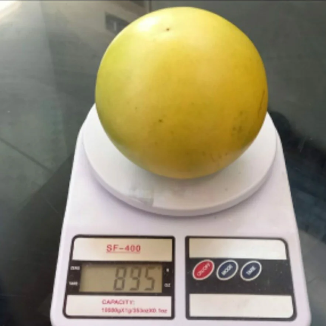 Abiu - Giant Abiu - Pouteria caimito Fruit Plant