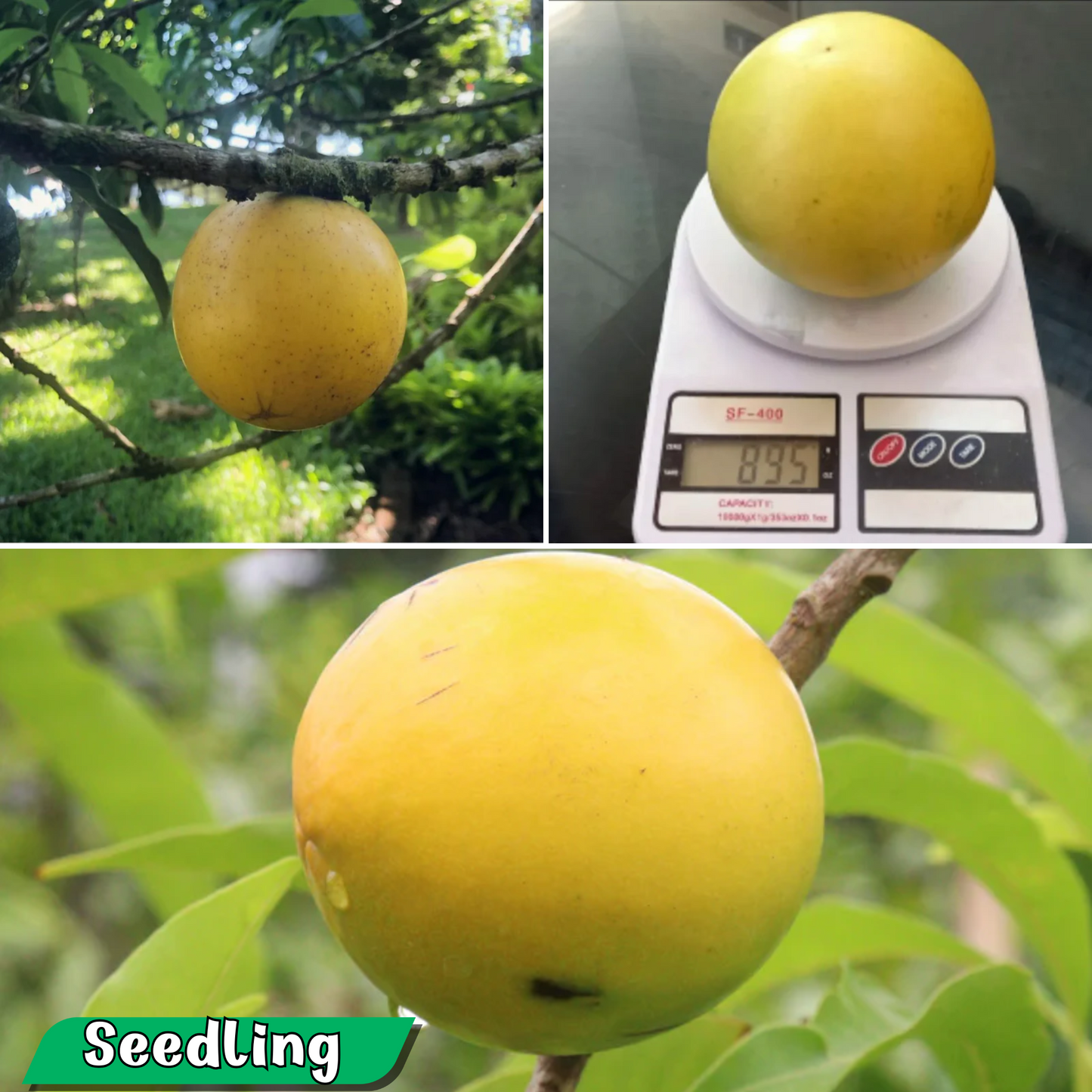 Abiu - Giant Abiu - Pouteria caimito Fruit Plant