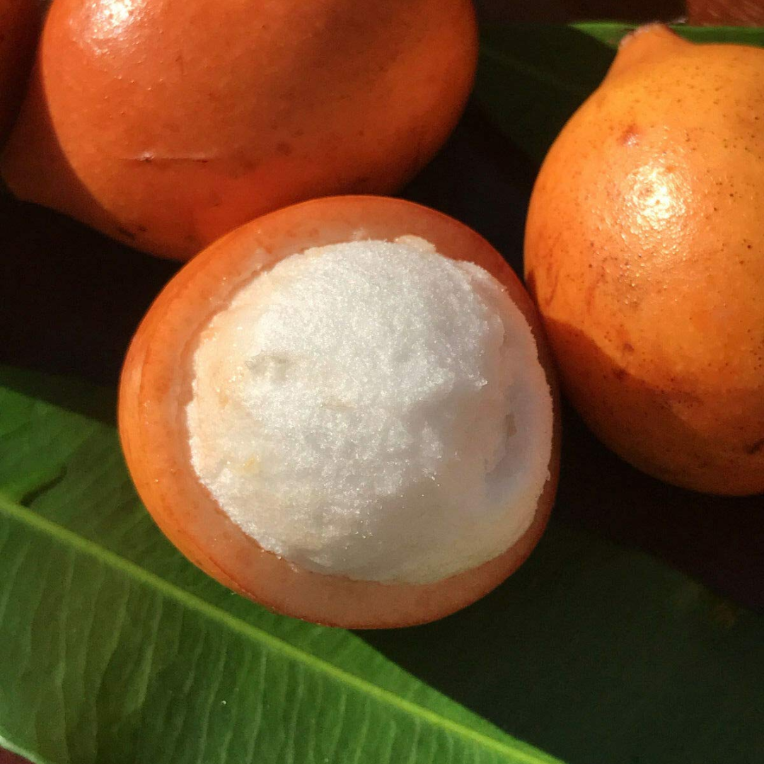 Achachairu - Garcinia humilis - Hybrid Fruit Plant