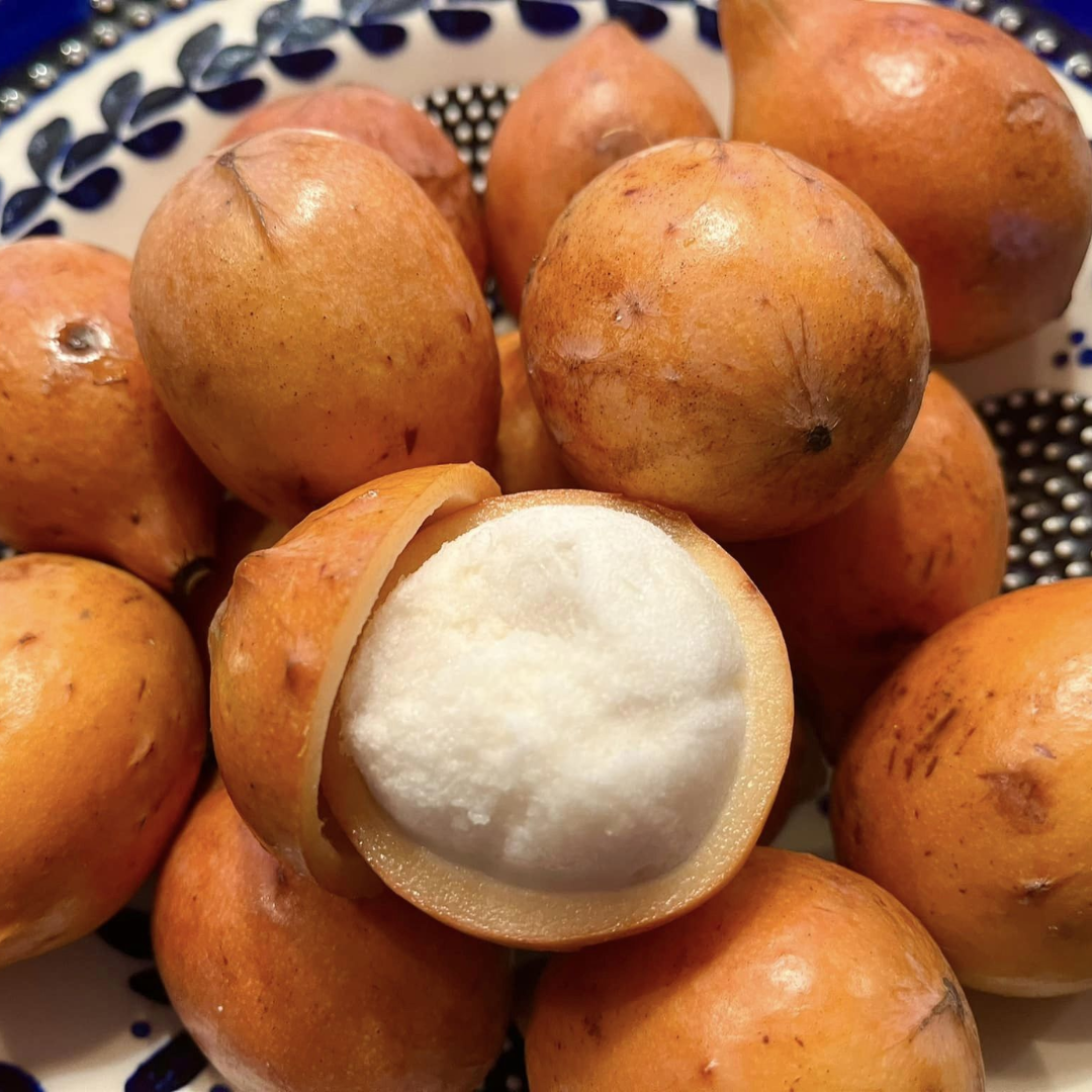 Achachairu - Garcinia humilis - Hybrid Fruit Plant