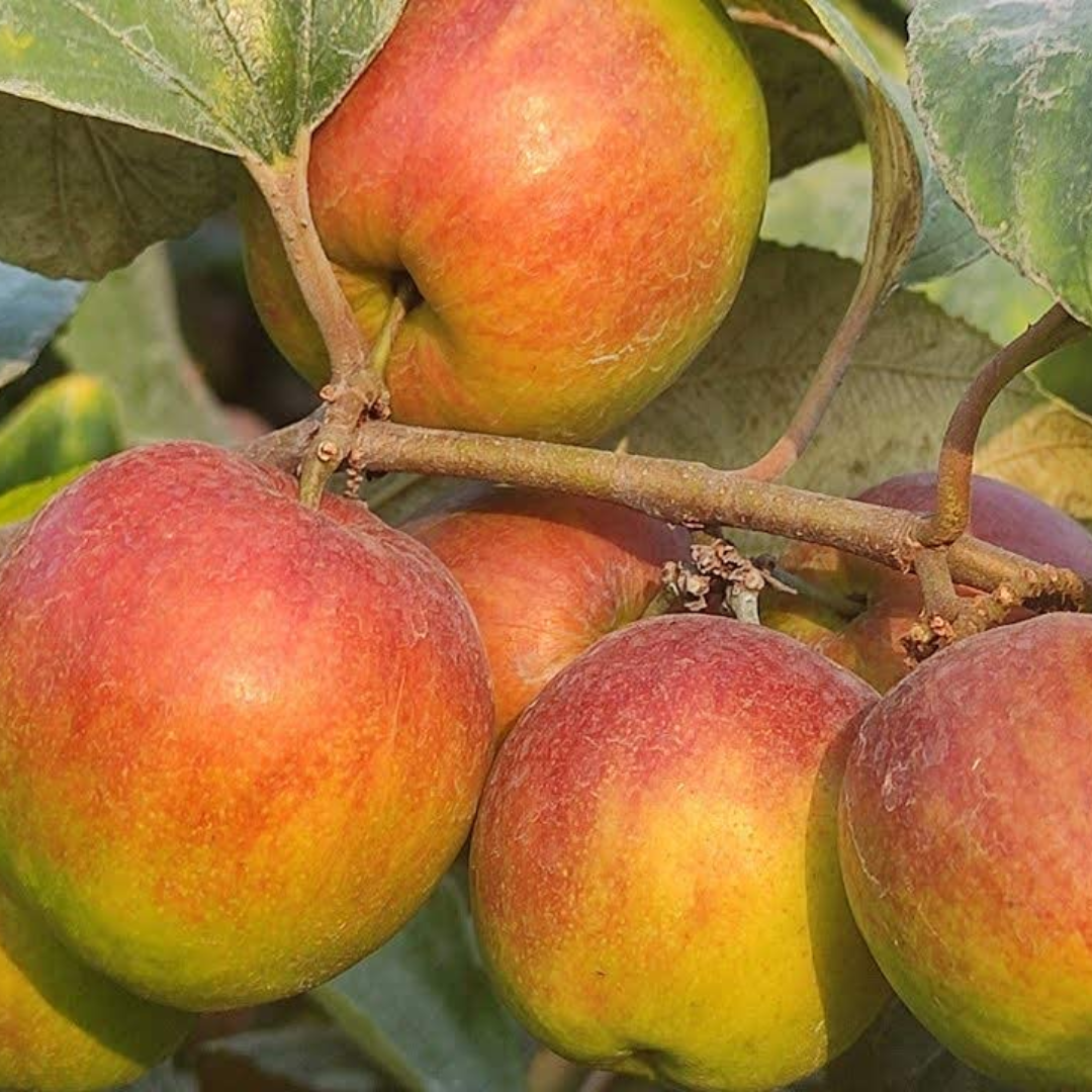 Apple Ber - Ball Sundari - Hybrid Fruit Plant