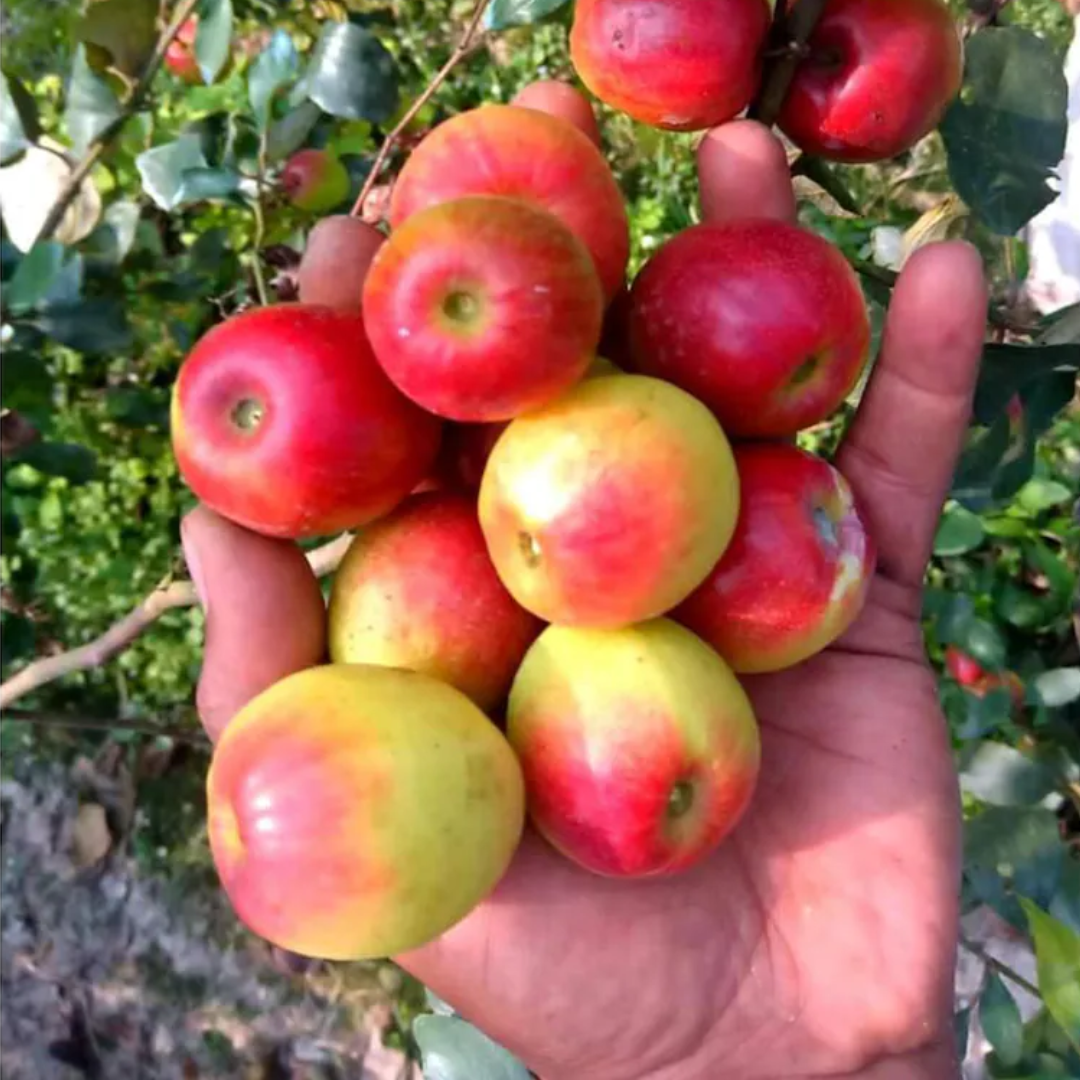 Apple Ber - Kashmiri - Hybrid Fruit Plant